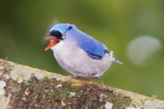 Velvet-fronted Nuthatch