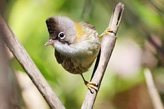 Whiskered Yuhina