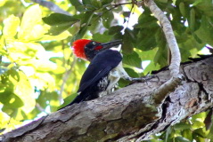 White-bellied Woodpecker