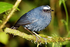 Himalayan Shortwing