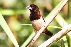 White-rumped Munia