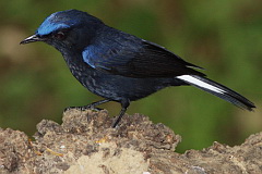 White-tailed Robin