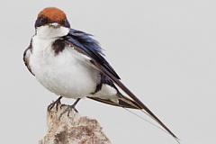 Wire-tailed Swallow