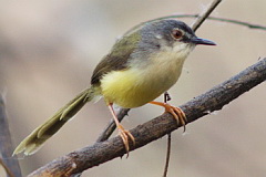 Yellow-bellied Prinia