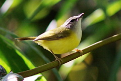 Yellow-bellied Warbler