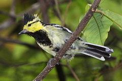 Yellow-cheeked Tit