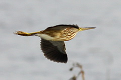 Yellow Bittern