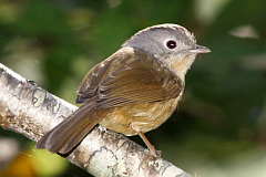 Yunnan Fulvetta