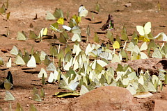 Butterflies