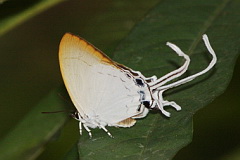 Common Imperial