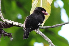 Dusky Broadbill