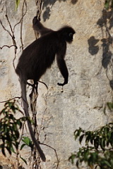 Dusky Langur