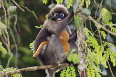 Dusky Langur