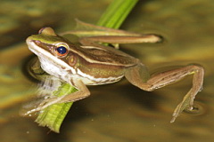 Four-lined Tree Frog