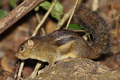 Indochinese Ground Squirrel