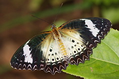 Leopard Lacewing