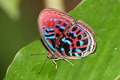 Malay Red Harlequin