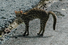 Marbled Cat