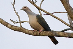 Green Imperial Pigeon