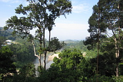 Taman Negara canopy walkway view