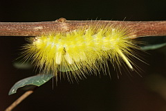 Unidentified caterpillar