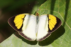 Yellow Orange Tip