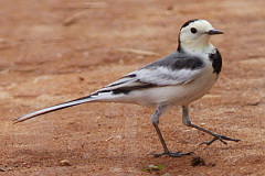 White Wagtail