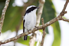 Little Pied Flycatcher