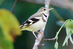 Forest Wagtail