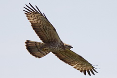 Oriental Honey Buzzard