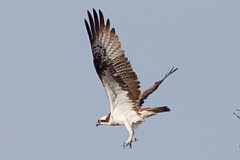 Western Osprey