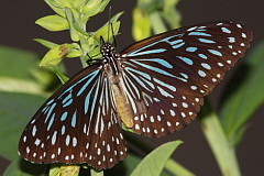 Scarce blue Tiger