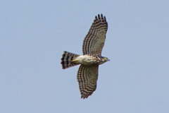 Shikra