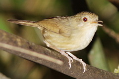 Buff-breasted Babbler