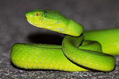 White-lipped Pit Viper