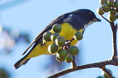 Yellow-bellied Flowerpecker