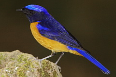 Rufous-bellied Niltava