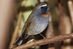 Rufous-gorgeted Flycatcher