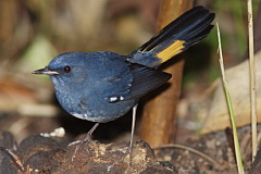 White-bellied Redstart