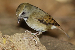 White-gorgeted Flycatcher