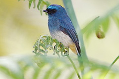 Indigo Flycatcher