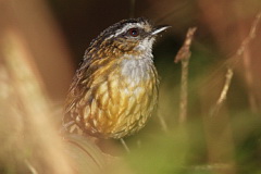 Mountain Wren-Babbler