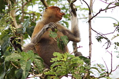 Probiscus Monkey