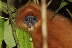 Maroon Langur