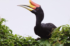 Rhinoceros Hornbill