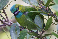 Golden-naped Barbet