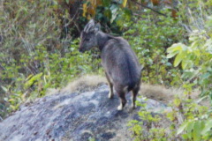 distant Goral