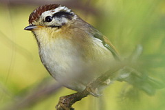 Rufous-winged Fulvetta