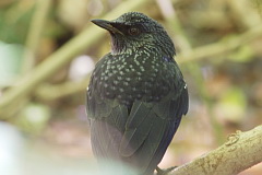 Blue Whistling Thrush