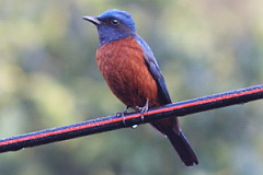 Chestnut-bellied Rock Thrush